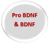 Pro BDNF and BDNF